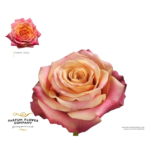 Rosa Premium Funky Soul