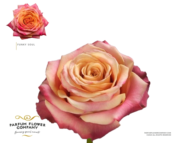 <h4>Rosa Premium Funky Soul</h4>
