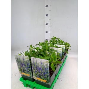 Veronica spicata 'Anniversary Blue'