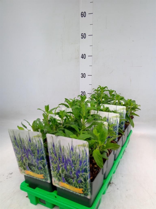 <h4>Veronica spicata 'Anniversary Blue'</h4>