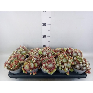Sempervivum   ...