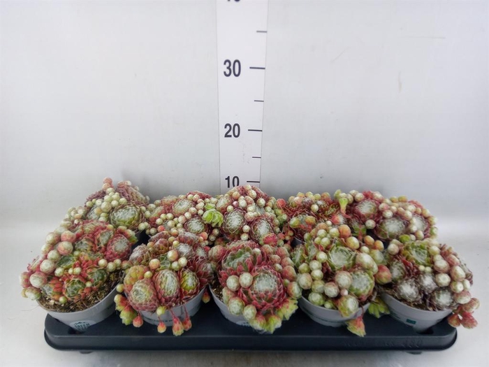 <h4>Sempervivum   ...</h4>