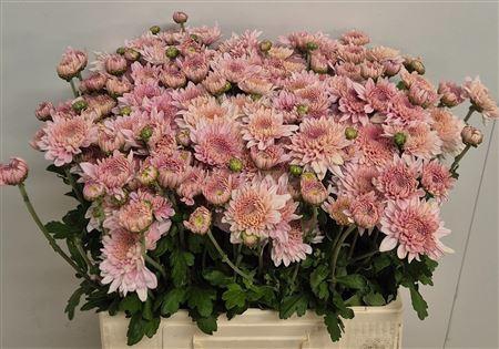 <h4>CHR T GOMPIE ROSE</h4>