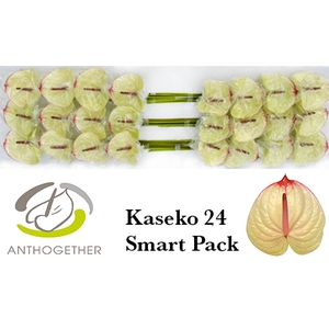 ANTH A KASEKO 24 Smart Pack