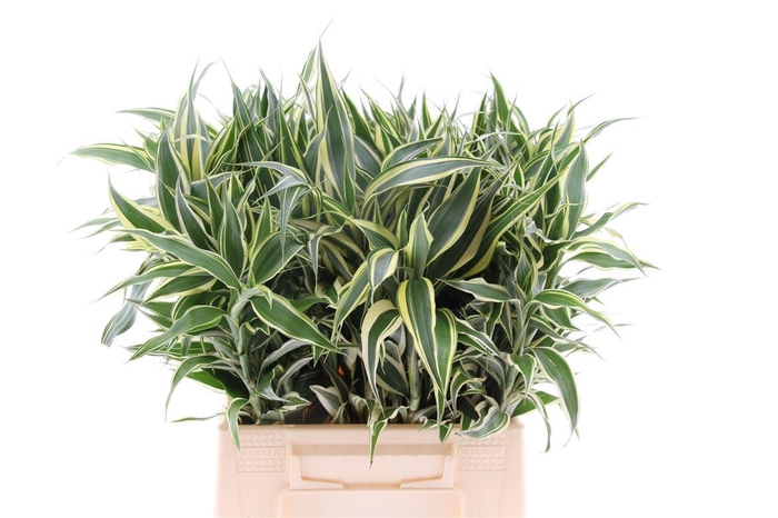 <h4>Sandriana White</h4>