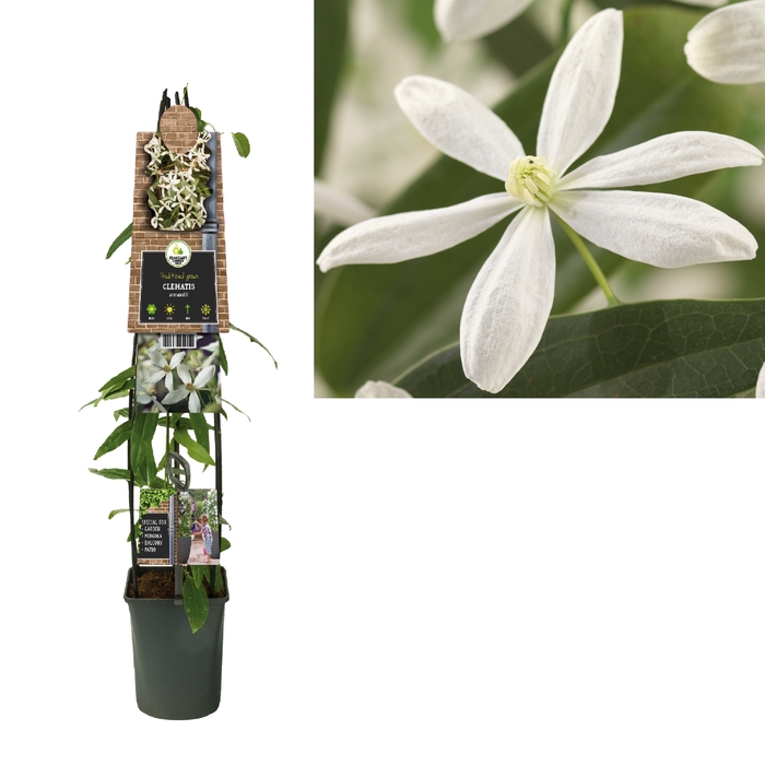 <h4>Clematis armandii 3.0 label C5</h4>