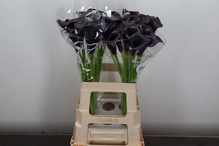 <h4>Zant Cantor</h4>