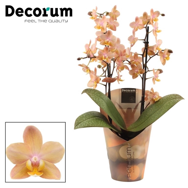 Phalaenopsis Perfíum 2+ tak Scention (Decorum)