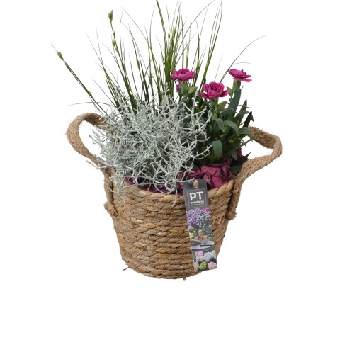 <h4>PTSO7206 Arrangementen Tuinplanten</h4>