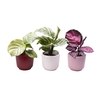 CALATHEA MIX P6 L 65596