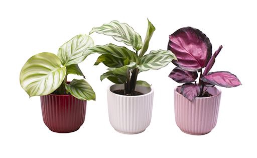 CALATHEA MIX P6 L 65596