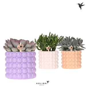 Kolibri Greens Succulenten mix in Poppy pot mix