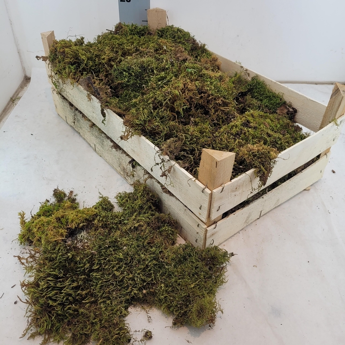 <h4>HUIS EN TUINDECO OV</h4>