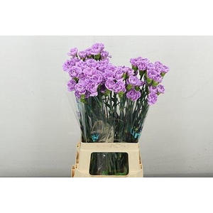 DI ST MILKA MOONAQUA