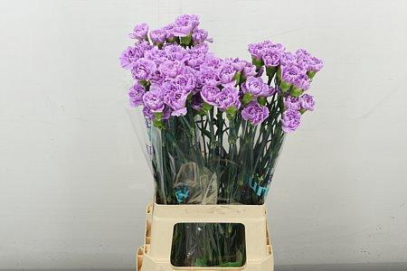 DI ST MILKA MOONAQUA