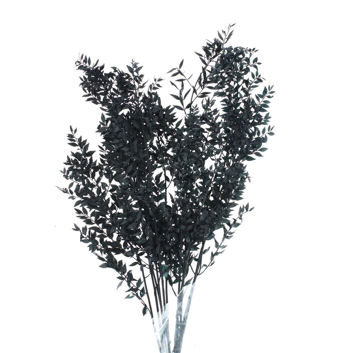 <h4>Pres Ruscus Soft Bleached Black Per Stem</h4>