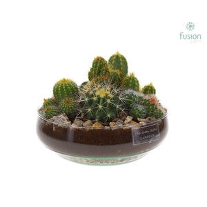 Green Bottle Iris Medium met Cactussen