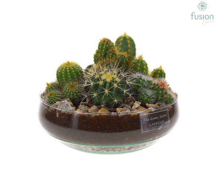 <h4>Green Bottle Iris Medium met Cactussen</h4>