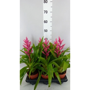Guzmania   ...
