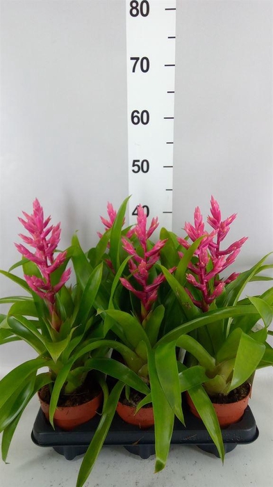 <h4>Guzmania ...</h4>