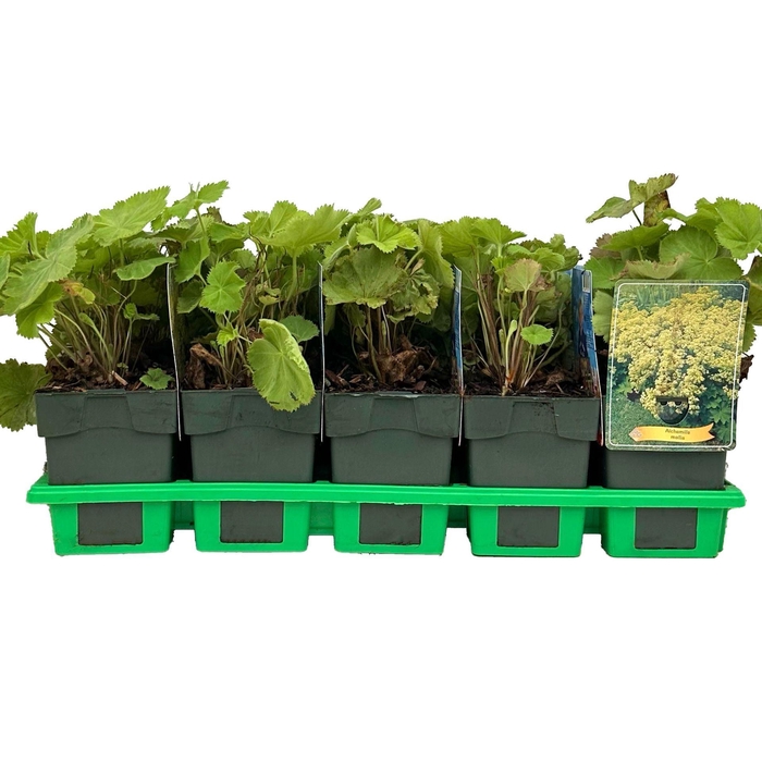 Alchemilla mollis