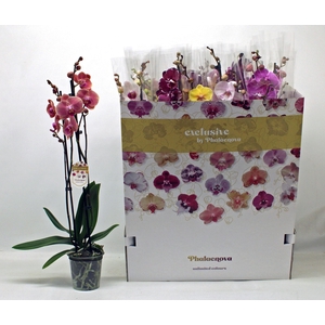 PHAL GEM 10 KL