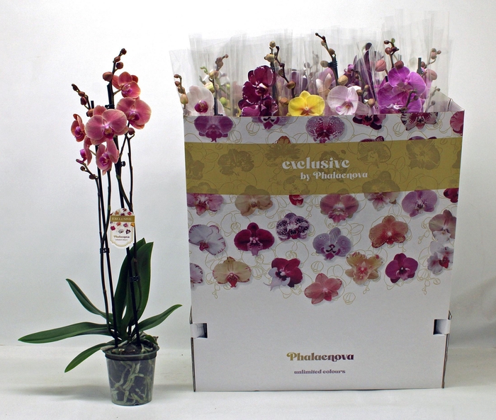 <h4>PHAL GEM 10 KL</h4>