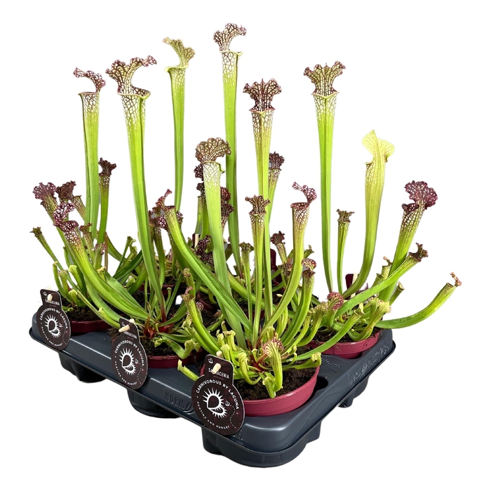 <h4>Sarracenia Farnhamii</h4>