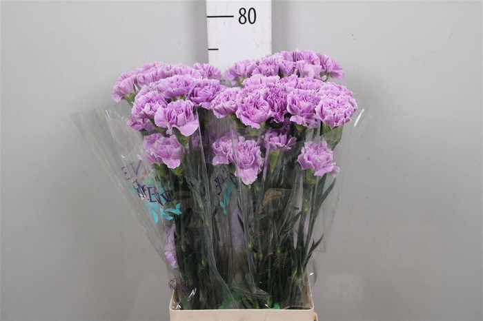 <h4>Di St Moonaqua</h4>