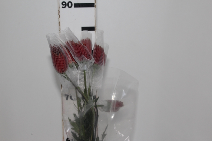 ANASTASIA CHISPA 080 CM BICOLOR