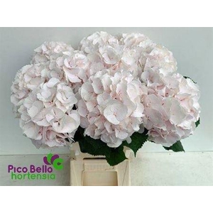 Hydr M Ch Sw Verena 65cm