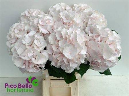 <h4>Hydr M Ch Sw Verena 65cm</h4>