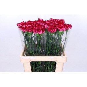 Dianthus St Bacarat Purple