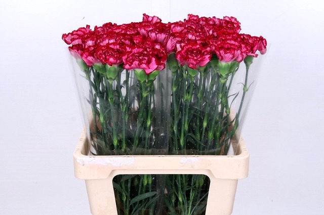 <h4>Dianthus St Bacarat Purple</h4>