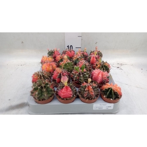 Gymnocalycium mihanov.   ...
