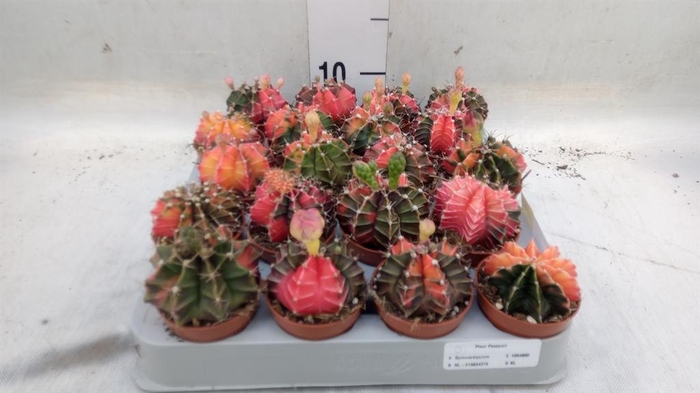 <h4>Gymnocalycium mihanov.   ...</h4>