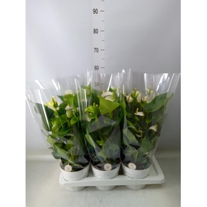 Anthurium andr. 'White Champion'