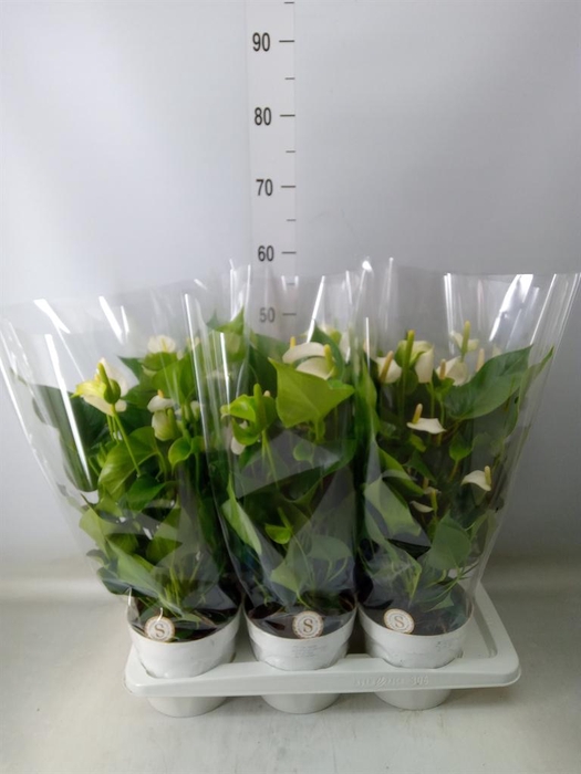 <h4>Anthurium andr. 'White Champion'</h4>