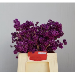 CALLICARPA BOD PROFU