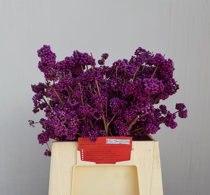 <h4>CALLICARPA BOD PROFU</h4>