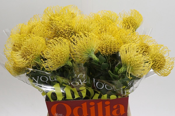 <h4>LEUCO CO HIGH GOLD</h4>