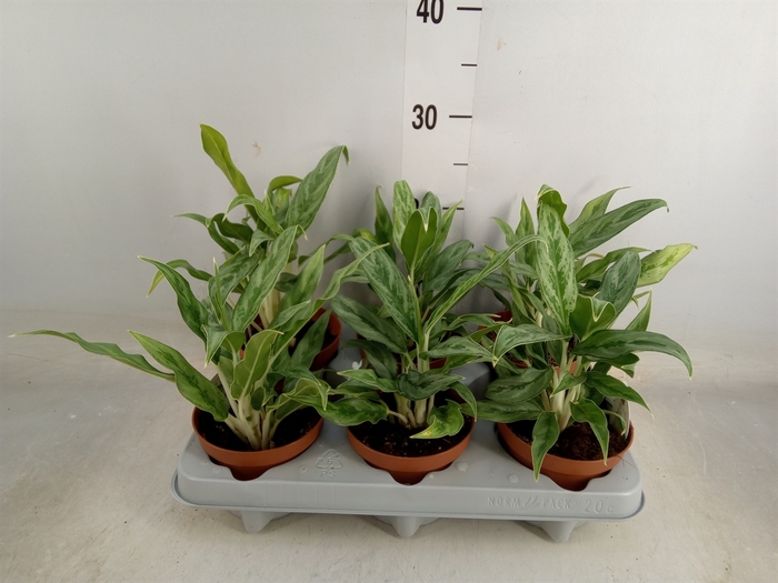 <h4>Aglaonema  'Greyhound'</h4>