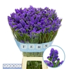 Limonium sinuatum 'Crystal Dk Blue'