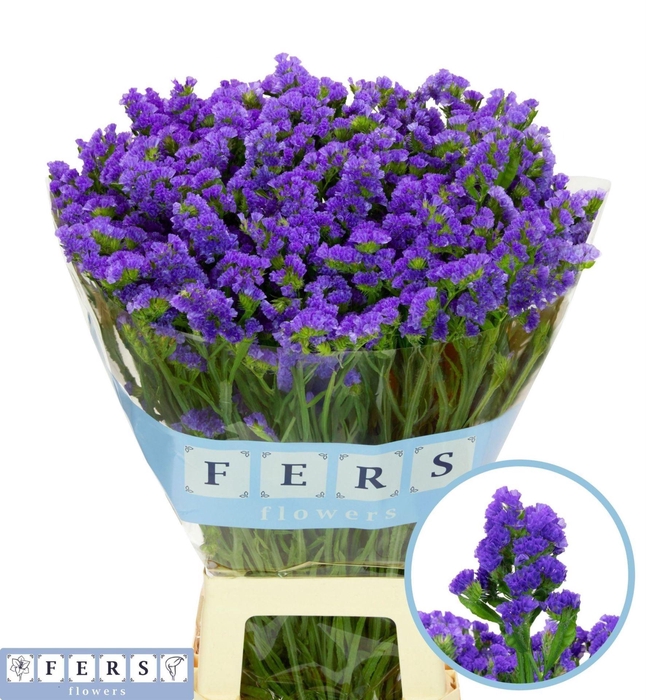 <h4>Limonium sinuatum 'Crystal Dk Blue'</h4>
