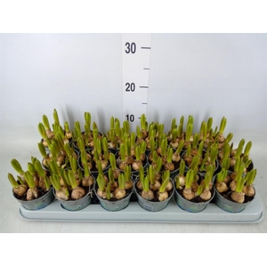 Muscari  'Mountain Lady'