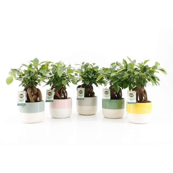 <h4>Ficus microcarpa Retusa in Two Tone keramiek</h4>