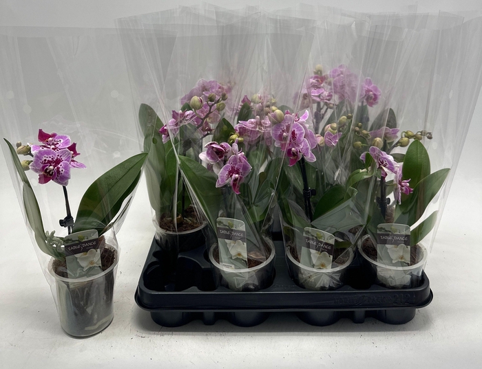 <h4>PHAL OV PAARS</h4>