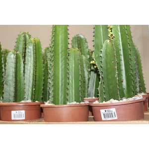 CACTUS EUPHORBIA MANDACARU P17
