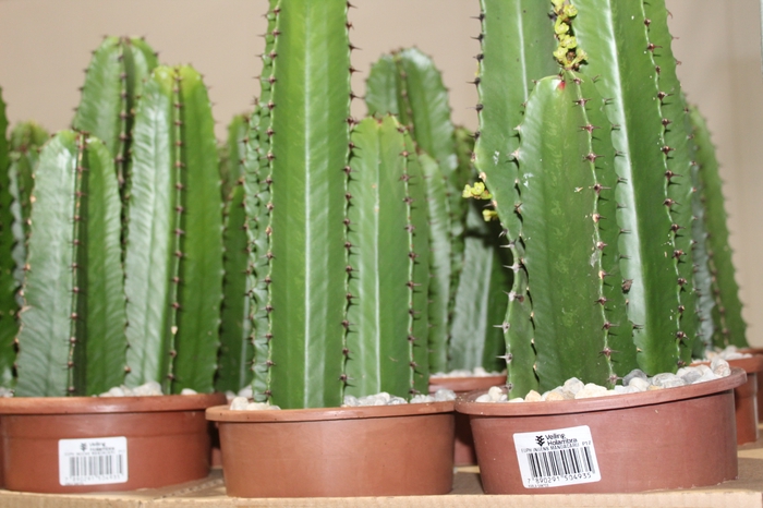 <h4>CACTUS EUPHORBIA MANDACARU P17</h4>