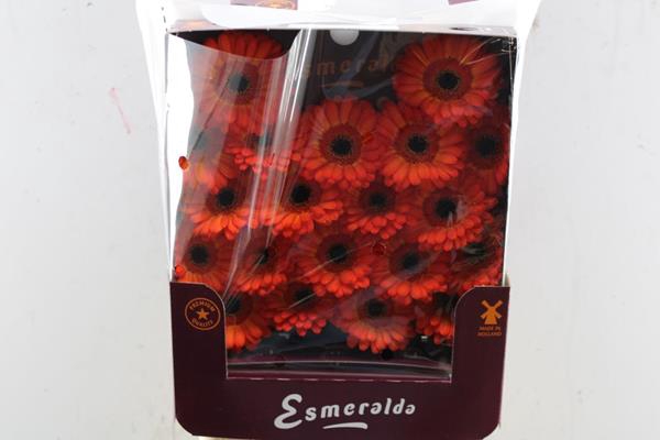 <h4>Ge Mi Flamazing (oranje)</h4>